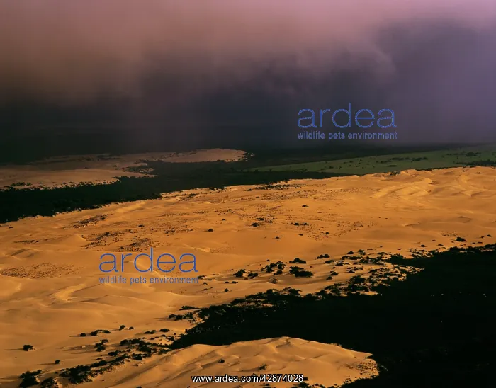 : Aerial: 'The PinnaclesI Nambung National Park : Aerial: 'The PinnaclesI Nambung National Park