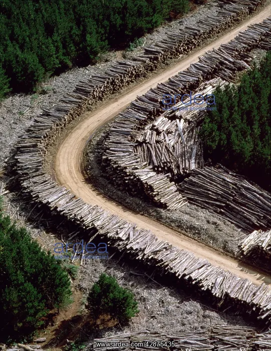 : Aerial - Timber loading Northeastern : Aerial - Timber loading Northeastern