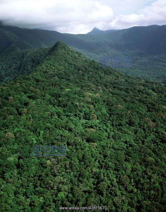: Aerial - Tropical rainforest near Cape Tribulation : Aerial - Tropical rainforest near Cape Tribulation