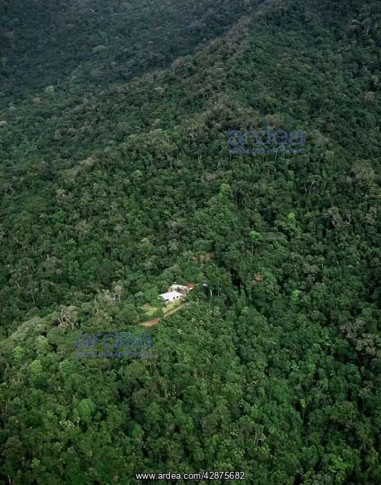 : Aerial - Tropical rainforest near Cape Tribulation : Aerial - Tropical rainforest near Cape Tribulation