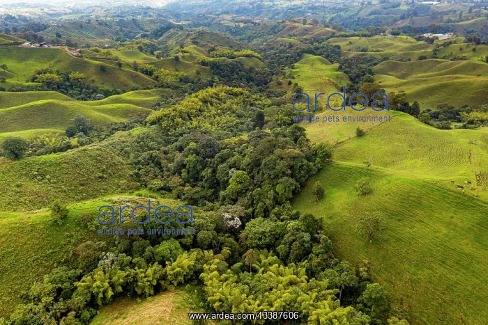 : Aerial of the Unesco site coffee cultural landsc : Aerial of the Unesco site coffee cultural landsc