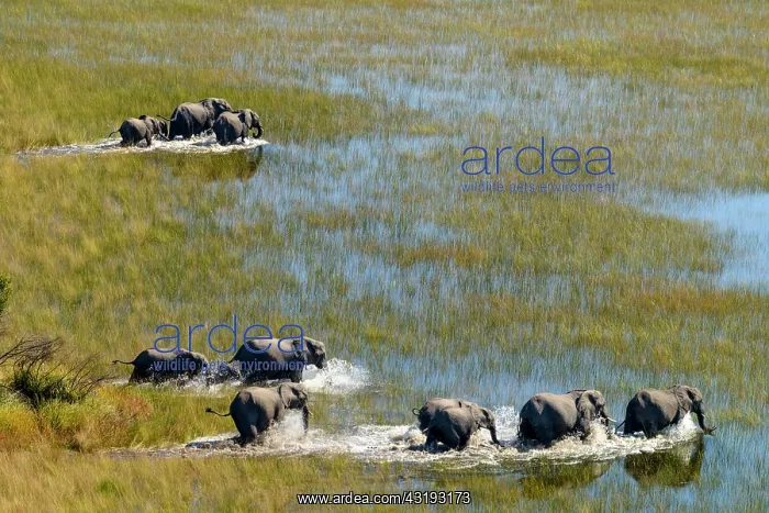: Aerial view of African Bush Elephant (loxodonta : Aerial view of African Bush Elephant (loxodonta