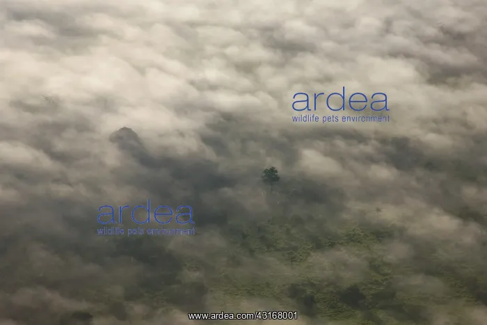 : Aerial view of the Amazon rain forest : Aerial view of the Amazon rain forest