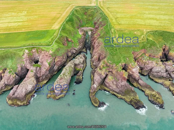 : Aerial view of Arbroath Cliffs coastline, County A : Aerial view of Arbroath Cliffs coastline, County A