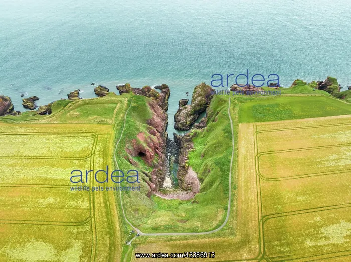 : Aerial view of Arbroath Cliffs coastline, County A : Aerial view of Arbroath Cliffs coastline, County A