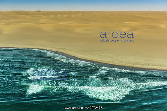: Aerial view, Atlantic coast and Namib desert, Erongo : Aerial view, Atlantic coast and Namib desert, Erongo