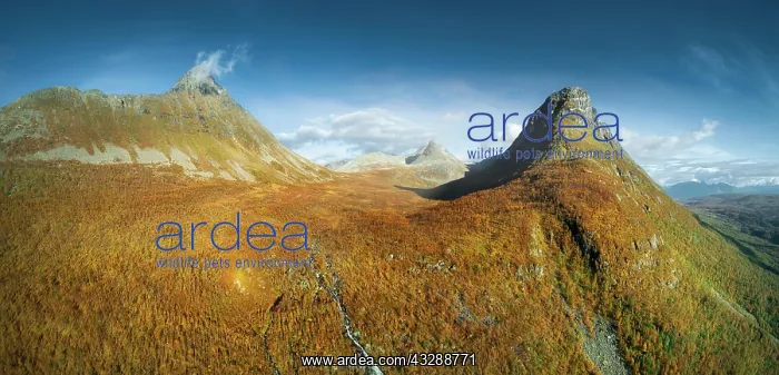 : Aerial view, autumnal high valley, wide fell between : Aerial view, autumnal high valley, wide fell between