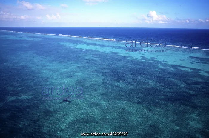 : Aerial view of Barrier Reef, Belize, Central : Aerial view of Barrier Reef, Belize, Central