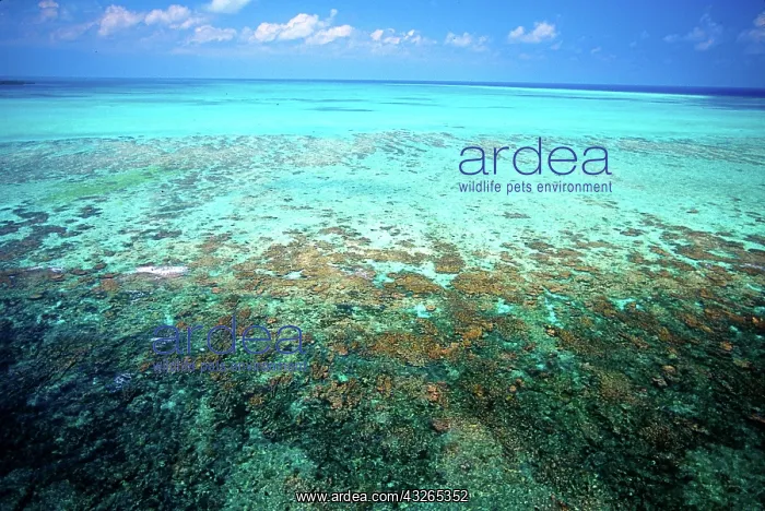 : Aerial view of Barrier Reef, Belize, Central : Aerial view of Barrier Reef, Belize, Central