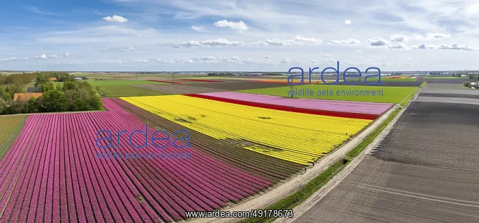 : Aerial view of a beautiful landscape filled with colorful tulips : Aerial view of a beautiful landscape filled with colorful tulips