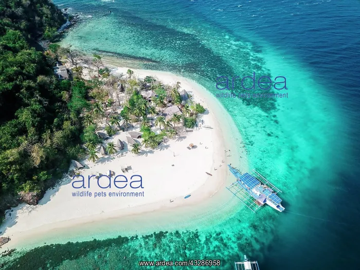 : Aerial view, boat at tropical palm island with sandy : Aerial view, boat at tropical palm island with sandy