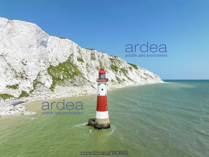 : Aerial view of the chalk cliffs with Beachy Head : Aerial view of the chalk cliffs with Beachy Head
