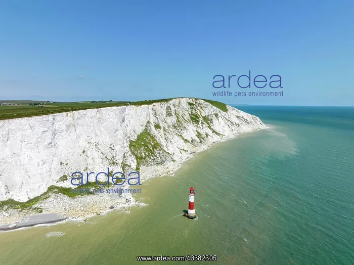 : Aerial view of the chalk cliffs with Beachy Head : Aerial view of the chalk cliffs with Beachy Head