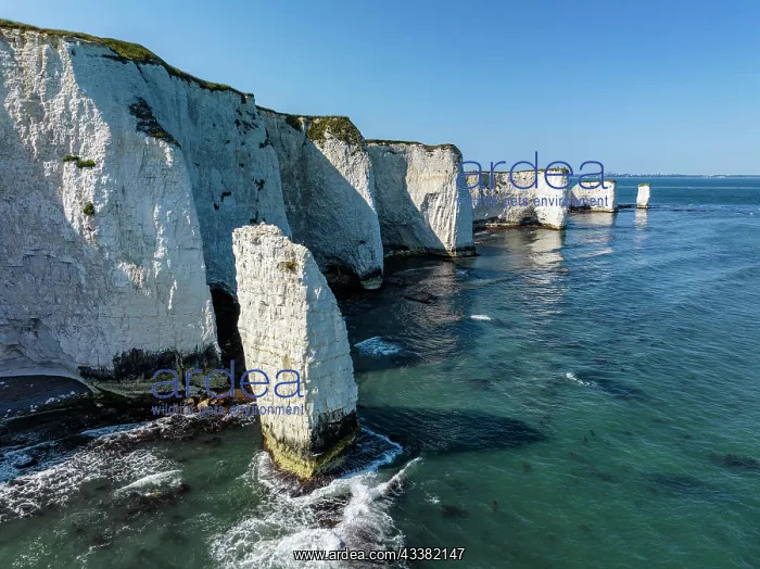 : Aerial view of the chalk coast Old Harry Rocks : Aerial view of the chalk coast Old Harry Rocks
