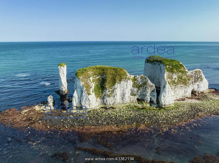  : Aerial view of the chalk coast Old Harry Rocks