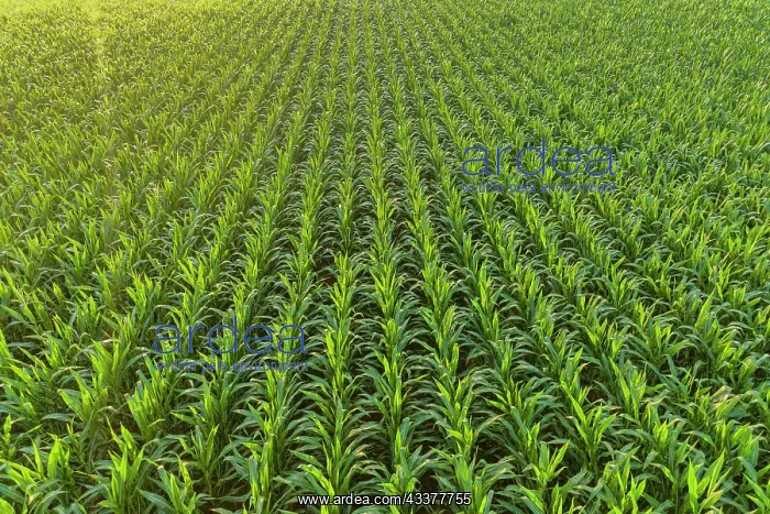 : Aerial view of corn field, Marion County, Illinois : Aerial view of corn field, Marion County, Illinois
