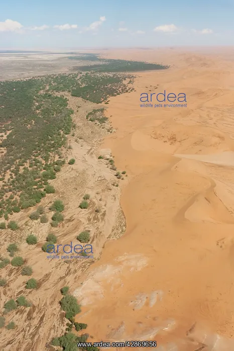 : Aerial view of the dry bed of the Kuiseb river : Aerial view of the dry bed of the Kuiseb river