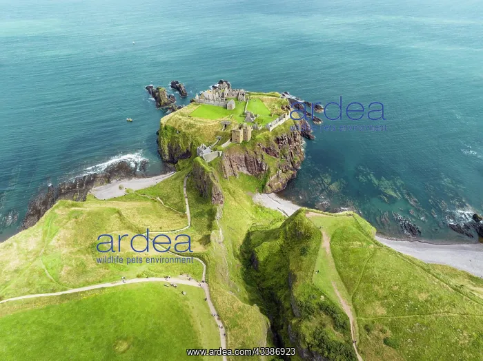 : Aerial view of Dunnottar Castle ruins on the North S : Aerial view of Dunnottar Castle ruins on the North S