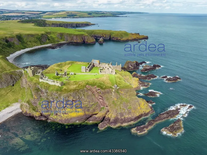 : Aerial view of Dunnottar Castle ruins on the North S : Aerial view of Dunnottar Castle ruins on the North S