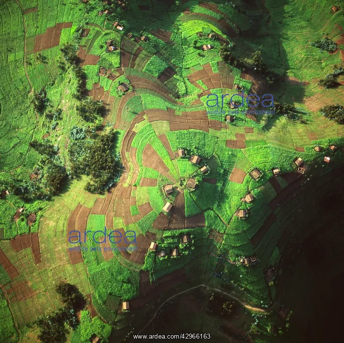 : Aerial view of East Africa: Intensive agriculture : Aerial view of East Africa: Intensive agriculture
