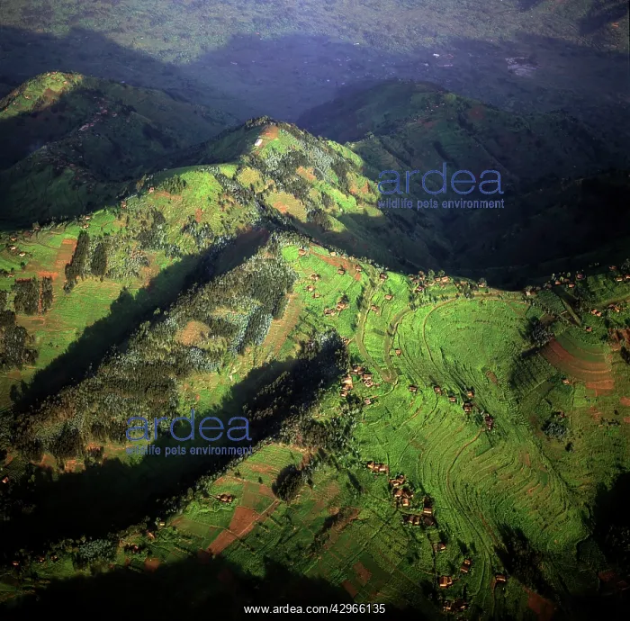 : Aerial view of East Africa: Intensive agriculture in Rwanda : Aerial view of East Africa: Intensive agriculture in Rwanda