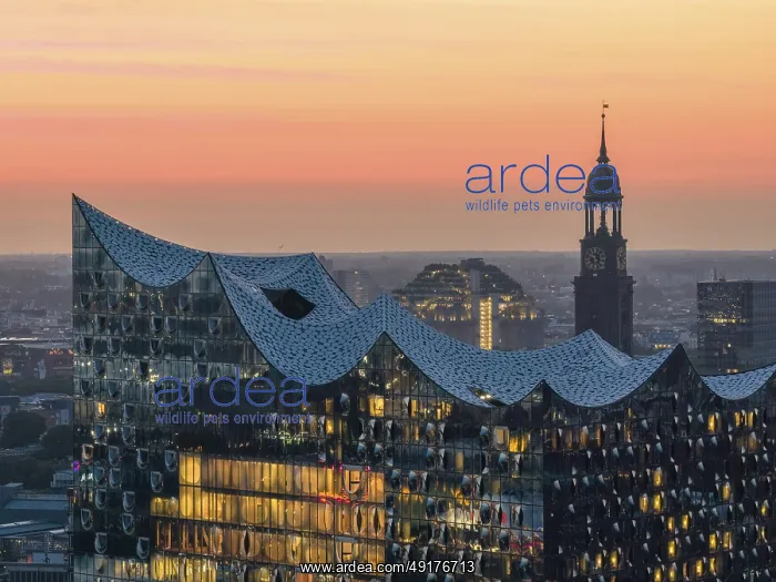 : Aerial view of the Elbphilharmonie at sunset with illuminated windows and view over Hamburg : Aerial view of the Elbphilharmonie at sunset with illuminated windows and view over Hamburg