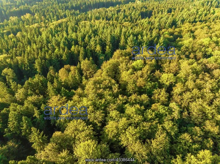 : Aerial view of endless forests, Gechingen, Black F : Aerial view of endless forests, Gechingen, Black F