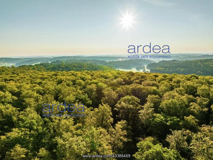 : Aerial view of endless forests, Gechingen, Black F : Aerial view of endless forests, Gechingen, Black F