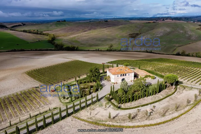 : Aerial view, estate with cypresses, Val dOrcia : Aerial view, estate with cypresses, Val dOrcia