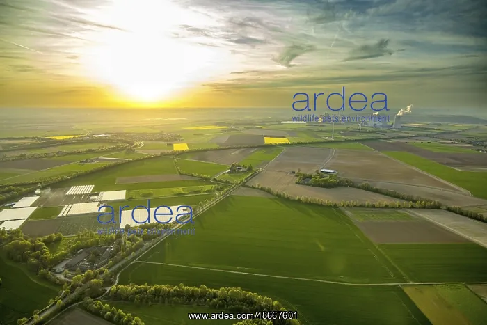 : Aerial view, the evening sun over meadows and fields in Vanikum Rommerskirchen : Aerial view, the evening sun over meadows and fields in Vanikum Rommerskirchen