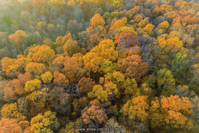 : Aerial view of fall color, Marion County, Illinois : Aerial view of fall color, Marion County, Illinois