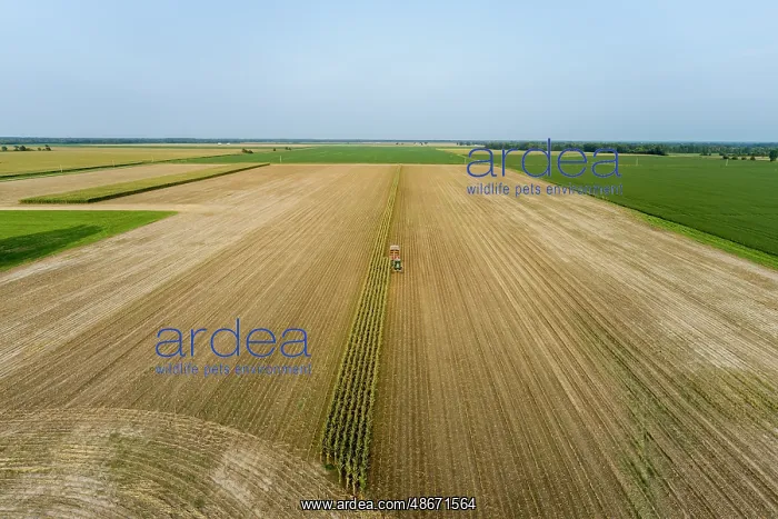 : Aerial view of farmer cutting corn silage for cattle feed : Aerial view of farmer cutting corn silage for cattle feed