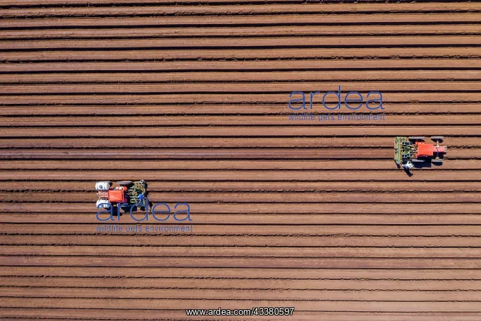 : Aerial view of farmers working in a field gather : Aerial view of farmers working in a field gather