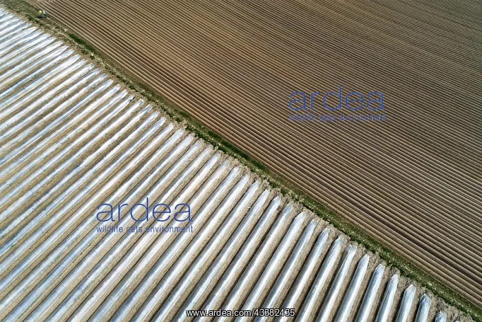 : Aerial view field asparagus cultivation near Schrobenhausen : Aerial view field asparagus cultivation near Schrobenhausen