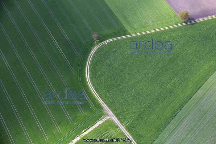 : Aerial view, field paths, fresh seed : Aerial view, field paths, fresh seed