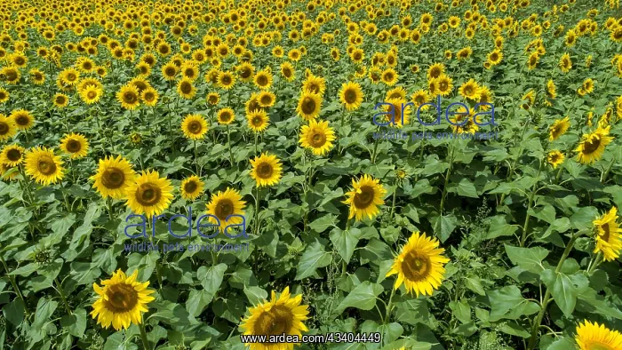 : Aerial view of a field with sunflowers (Helianthus : Aerial view of a field with sunflowers (Helianthus