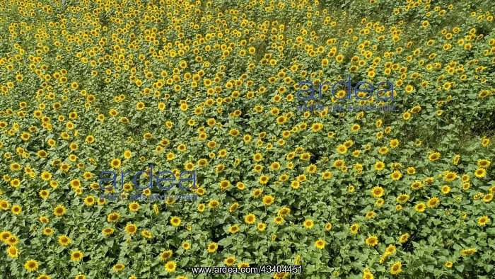 : Aerial view of a field with sunflowers (Helianthus : Aerial view of a field with sunflowers (Helianthus
