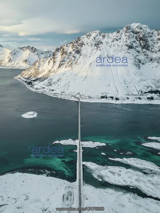 : Aerial view, fjord landscape in winter with Gimscystraumen : Aerial view, fjord landscape in winter with Gimscystraumen
