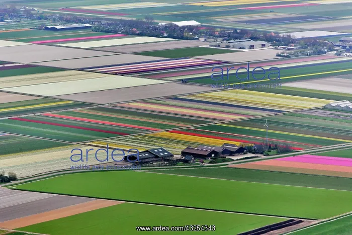 : Aerial view of flower field patterns surrounding : Aerial view of flower field patterns surrounding