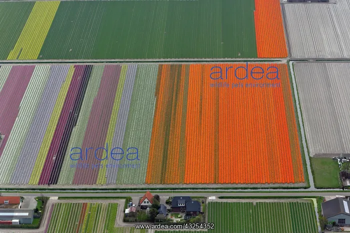 : Aerial view of flower field patterns surrounding : Aerial view of flower field patterns surrounding