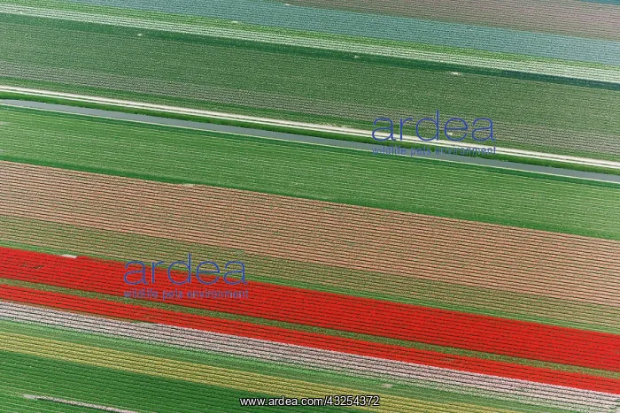 : Aerial view of flower field patterns surrounding : Aerial view of flower field patterns surrounding