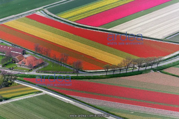: Aerial view of flower field patterns surrounding : Aerial view of flower field patterns surrounding