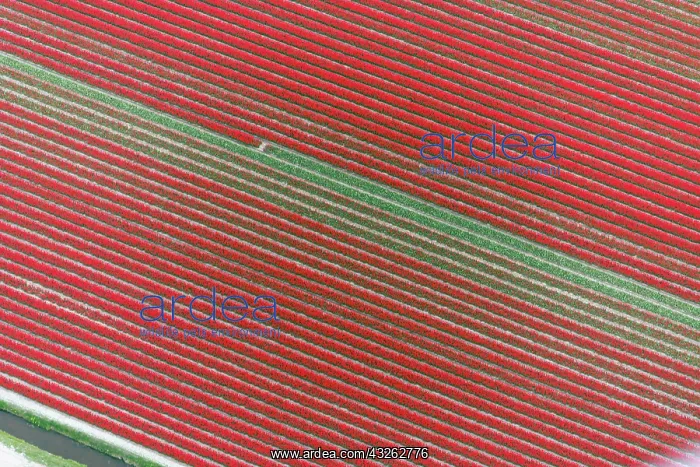 : Aerial view of flower field patterns surrounding : Aerial view of flower field patterns surrounding