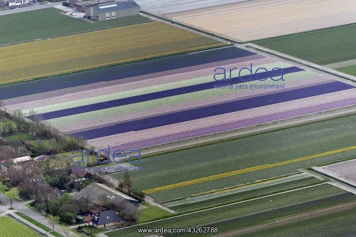 : Aerial view of flower field patterns surrounding : Aerial view of flower field patterns surrounding