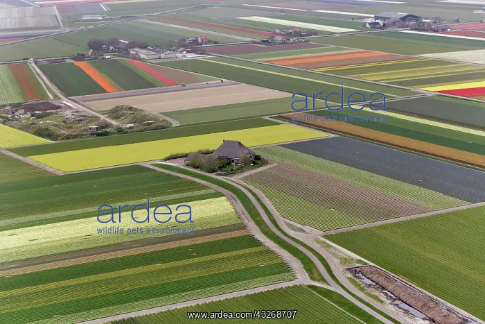 : Aerial view of flower field patterns surrounding : Aerial view of flower field patterns surrounding