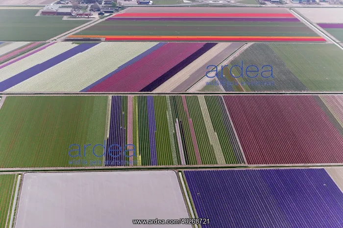 : Aerial view of flower field patterns surrounding : Aerial view of flower field patterns surrounding