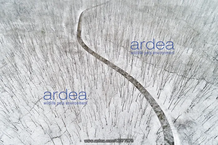: Aerial view of a fresh snow over the forest and : Aerial view of a fresh snow over the forest and