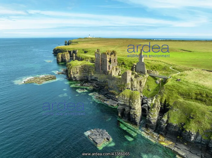: Aerial view of Girnigoe and Sinclair Castle ruins, r : Aerial view of Girnigoe and Sinclair Castle ruins, r