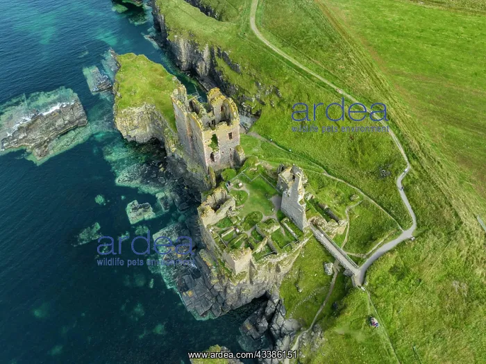 : Aerial view of Girnigoe and Sinclair Castle ruins, r : Aerial view of Girnigoe and Sinclair Castle ruins, r