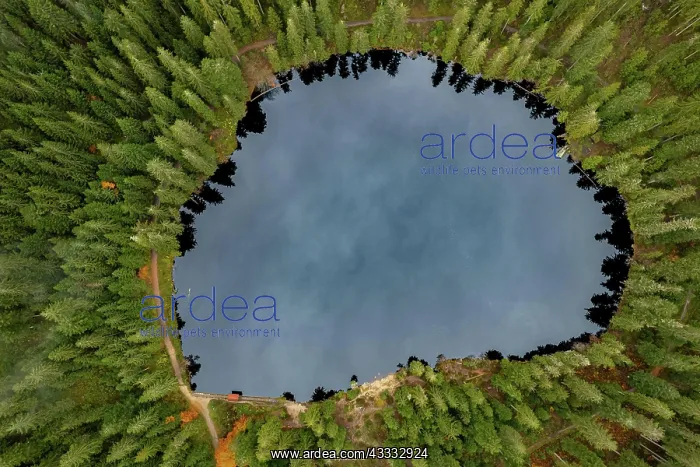 : Aerial view of Glaswaldsee in the Black Forest : Aerial view of Glaswaldsee in the Black Forest
